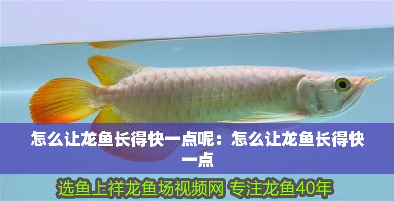 怎么讓龍魚長得快一點(diǎn)呢：怎么讓龍魚長得快一點(diǎn)