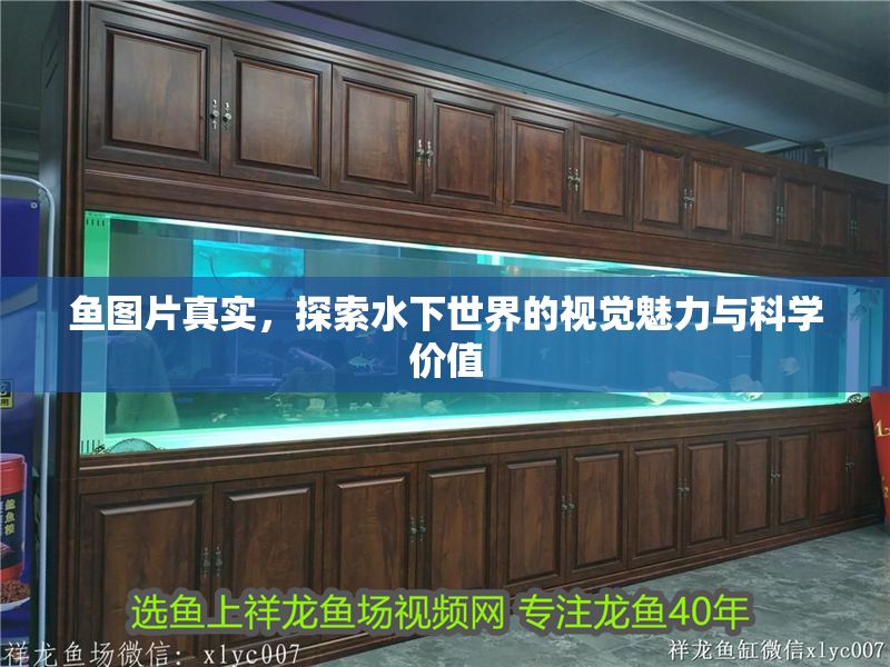 魚圖片真實，探索水下世界的視覺魅力與科學價值 魚圖片真實，探索水下世界的視覺魅力與科學價值 龍魚百科 第1張