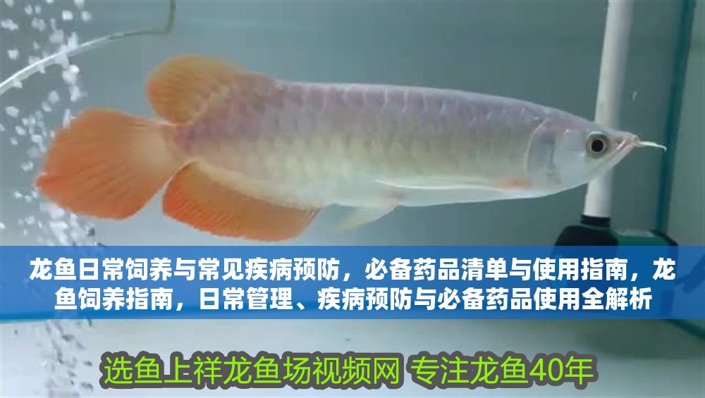 龍魚日常飼養(yǎng)與常見疾病預(yù)防，必備藥品清單與使用指南，龍魚飼養(yǎng)指南，日常管理、疾病預(yù)防與必備藥品使用全解析