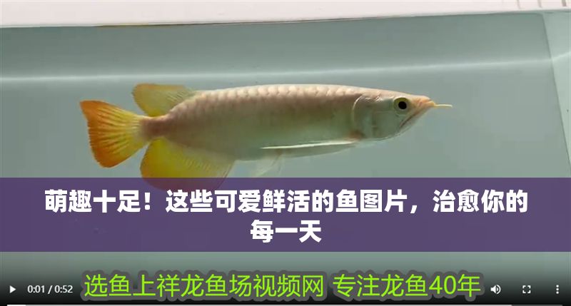 萌趣十足！這些可愛(ài)鮮活的魚(yú)圖片，治愈你的每一天