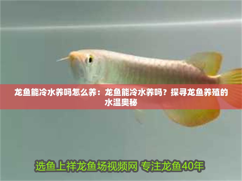 龍魚能冷水養嗎怎么養：龍魚能冷水養嗎？探尋龍魚養殖的水溫奧秘