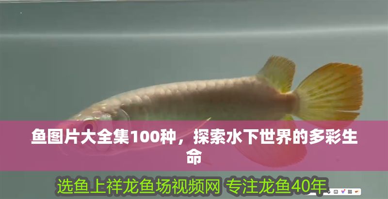 魚圖片大全集100種，探索水下世界的多彩生命