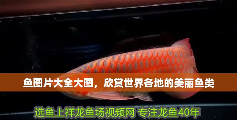 魚圖片大全大圖，欣賞世界各地的美麗魚類