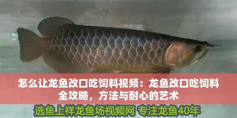 怎么讓龍魚改口吃飼料視頻：龍魚改口吃飼料全攻略，方法與耐心的藝術(shù)