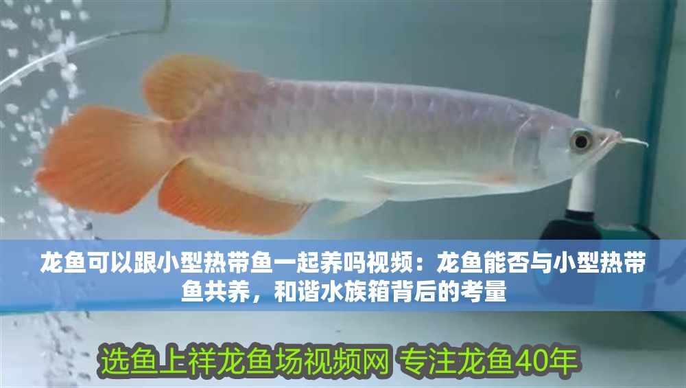 龍魚可以跟小型熱帶魚一起養嗎視頻：龍魚能否與小型熱帶魚共養，和諧水族箱背后的考量