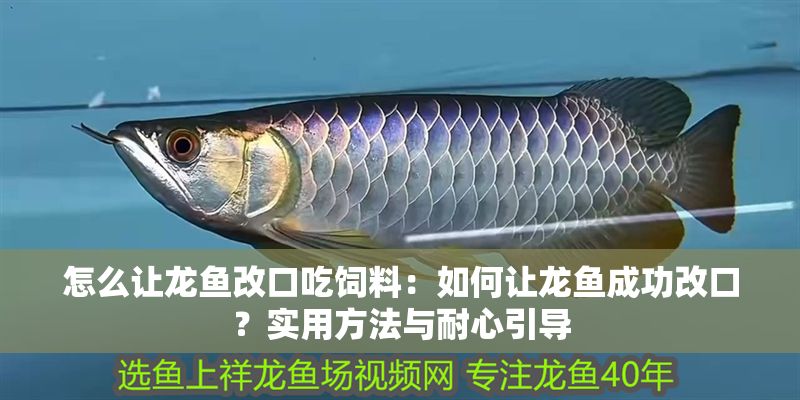 怎么讓龍魚改口吃飼料：如何讓龍魚成功改口？實用方法與耐心引導