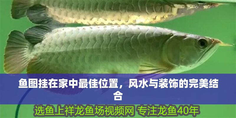 魚圖掛在家中最佳位置，風水與裝飾的完美結合