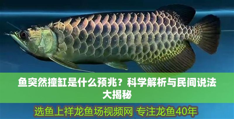 魚突然撞缸是什么預(yù)兆？科學(xué)解析與民間說法大揭秘