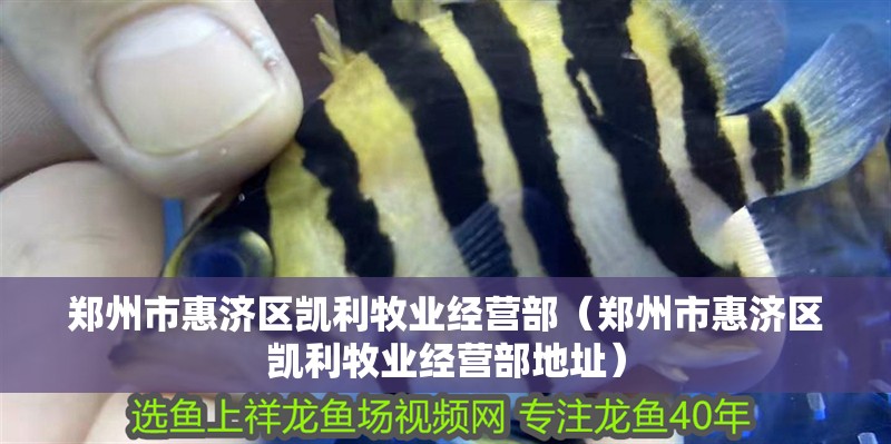 龍魚干蝦有營養(yǎng)嗎 鄭州市惠濟區(qū)凱利牧業(yè)經(jīng)營部(鄭州市惠濟區(qū)凱利牧業(yè)經(jīng)營部地址) 全國水族館企業(yè)名錄 鄭州市惠濟區(qū)凱利牧業(yè)經(jīng)營部(鄭州市惠濟區(qū)凱利牧業(yè)經(jīng)營部地址) 鄭州市惠濟區(qū)凱利牧業(yè)經(jīng)營部(鄭州市惠濟區(qū)凱利牧業(yè)經(jīng)營部地址) 全國水族館企業(yè)名錄