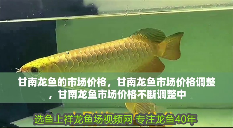 甘南龍魚的市場(chǎng)價(jià)格，甘南龍魚市場(chǎng)價(jià)格調(diào)整，甘南龍魚市場(chǎng)價(jià)格不斷調(diào)整中