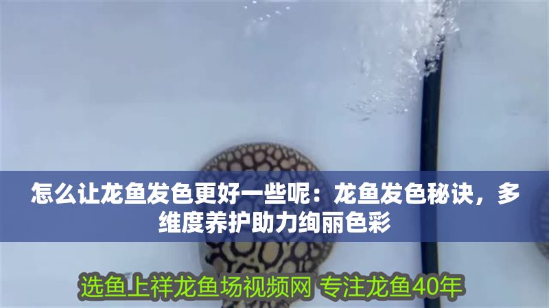 怎么讓龍魚發色更好一些呢：龍魚發色秘訣，多維度養護助力絢麗色彩