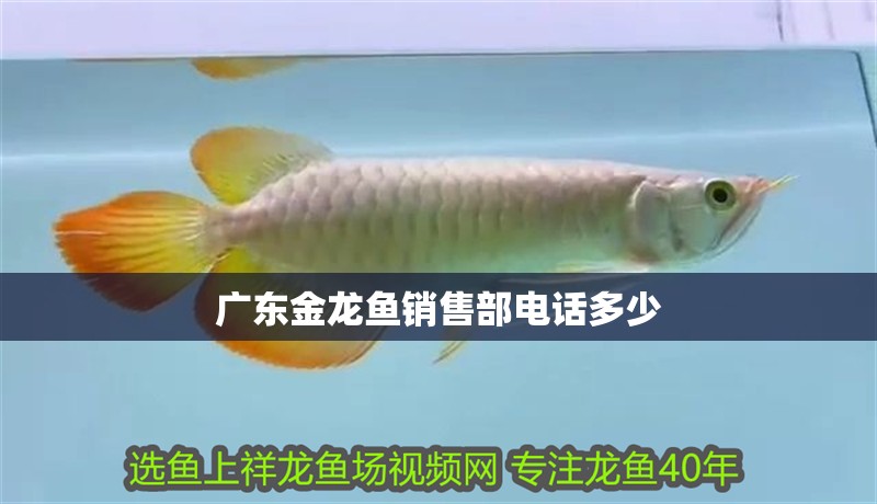 廣東金龍魚銷售部電話多少 廣東金龍魚銷售部電話多少 龍魚百科