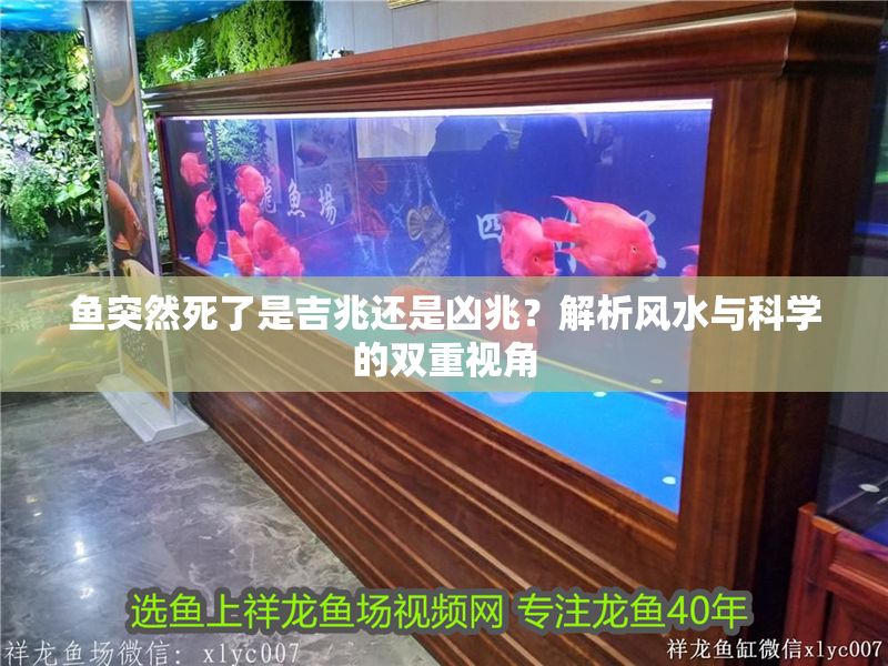 魚突然死了是吉兆還是兇兆？解析風水與科學的雙重視角