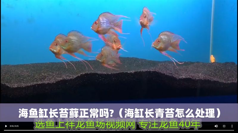 海魚缸長苔蘚正常嗎?（海缸長青苔怎么處理） 海魚缸長苔蘚正常嗎?（海缸長青苔怎么處理） 龍魚百科 第1張