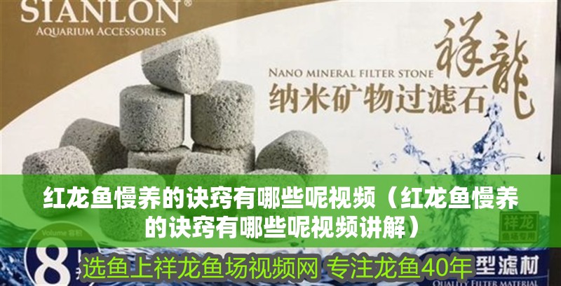 紅龍魚慢養的訣竅有哪些呢視頻（紅龍魚慢養的訣竅有哪些呢視頻講解）