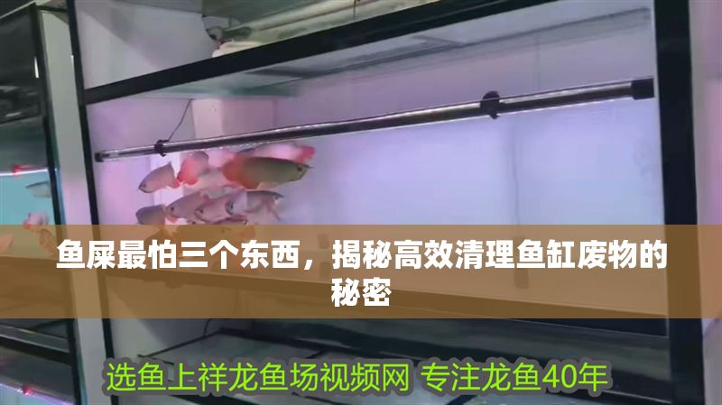 魚屎最怕三個東西，揭秘高效清理魚缸廢物的秘密