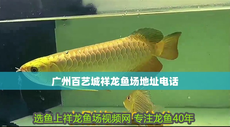 廣州百藝城祥龍魚場(chǎng)地址電話