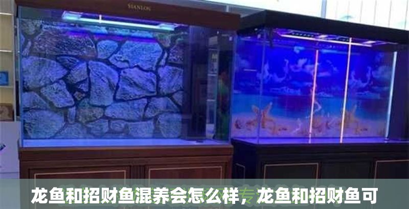 龍魚和招財魚混養會怎么樣，龍魚和招財魚可以混養嗎
