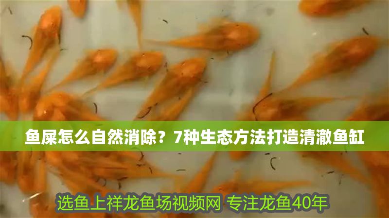 魚屎怎么自然消除？7種生態方法打造清澈魚缸