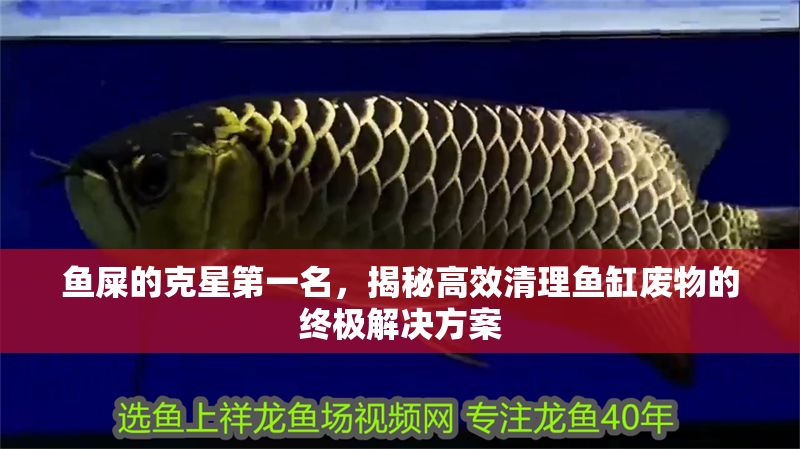 魚屎的克星第一名，揭秘高效清理魚缸廢物的終極解決方案