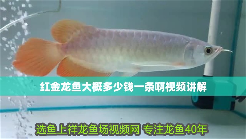 紅金龍魚大概多少錢一條啊視頻講解