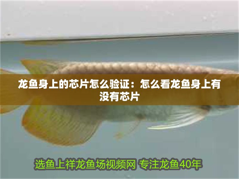 龍魚身上的芯片怎么驗證：怎么看龍魚身上有沒有芯片