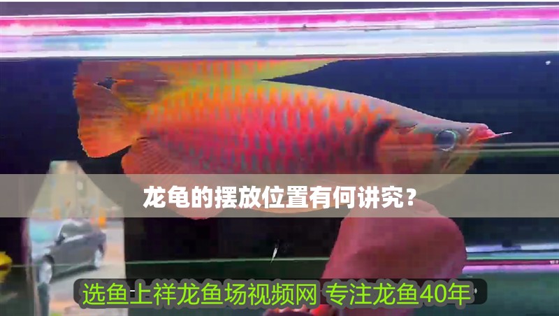 魚缸用增氧泵價格是多少:魚缸增氧機-xtrac增氧機-xtrac增氧機 龍龜的擺放位置有何講究? 龍魚百科 龍龜的擺放位置有何講究? 龍龜的擺放位置有何講究? 龍魚百科