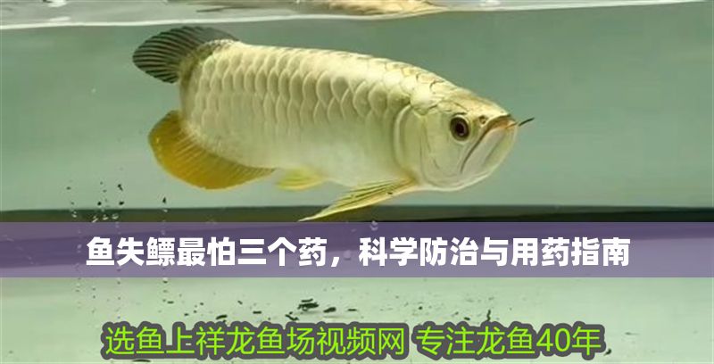 魚(yú)失鰾最怕三個(gè)藥，科學(xué)防治與用藥指南