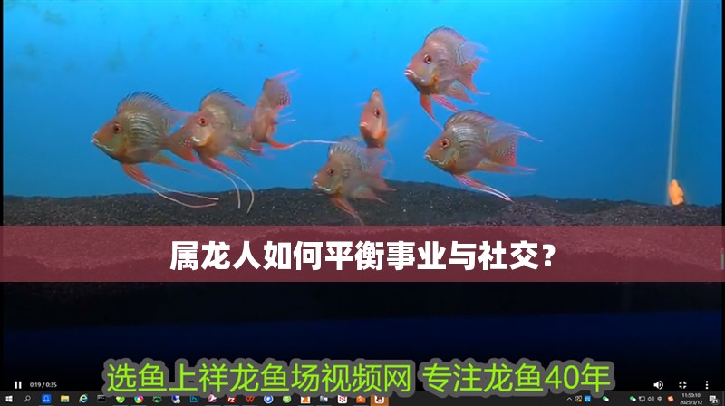 屬龍人如何平衡事業(yè)與社交？
