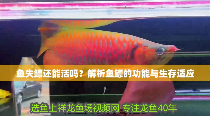 魚失鰾還能活嗎？解析魚鰾的功能與生存適應