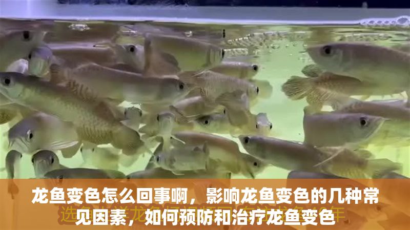 龍魚變色怎么回事啊，影響龍魚變色的幾種常見因素，如何預防和治療龍魚變色