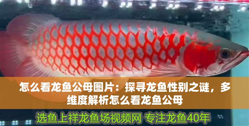 怎么看龍魚公母圖片：探尋龍魚性別之謎，多維度解析怎么看龍魚公母