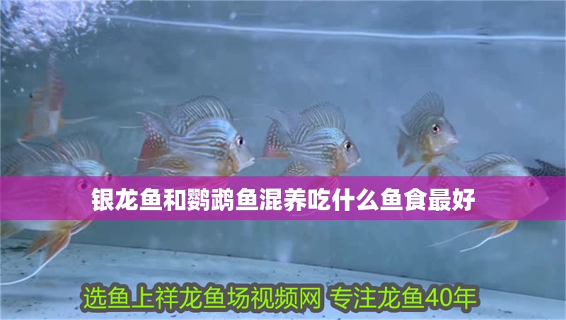 銀龍魚和鸚鵡魚混養吃什么魚食最好