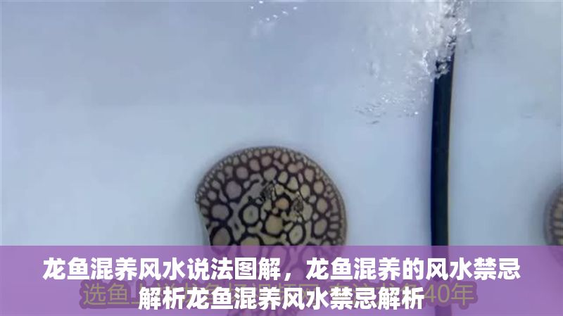 龍魚混養風水說法圖解，龍魚混養的風水禁忌解析龍魚混養風水禁忌解析