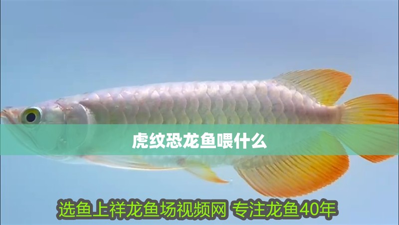 虎紋恐龍魚喂什么