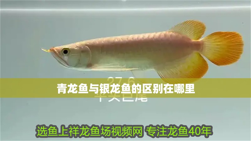 青龍魚與銀龍魚的區別在哪里