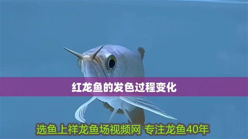 紅龍魚(yú)的發(fā)色過(guò)程變化