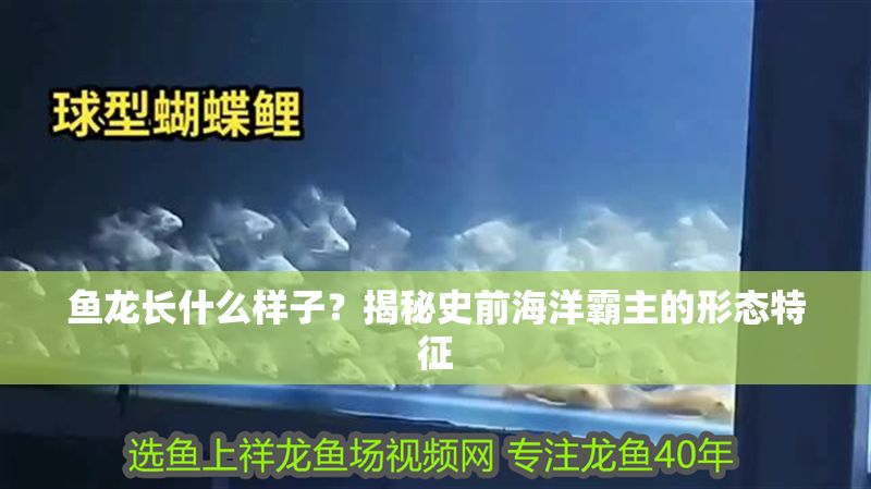 魚龍長什么樣子？揭秘史前海洋霸主的形態特征