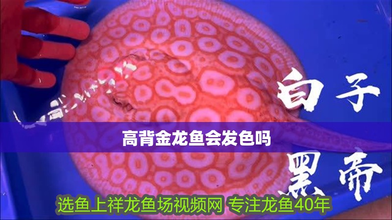 高背金龍魚會(huì)發(fā)色嗎