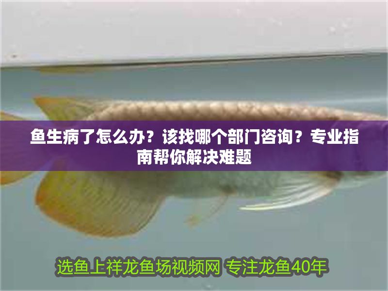 魚生病了怎么辦？該找哪個部門咨詢？專業指南幫你解決難題 魚生病了怎么辦？該找哪個部門咨詢？專業指南幫你解決難題 龍魚百科 第1張