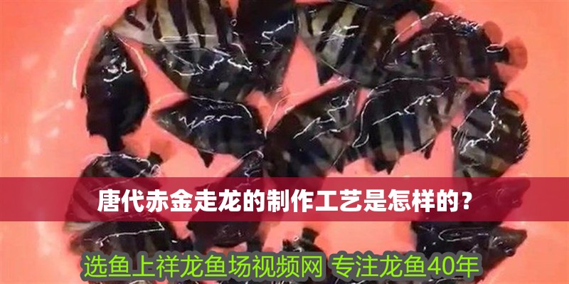 龍魚干蝦有營養(yǎng)嗎 唐代赤金走龍的制作工藝是怎樣的? 龍魚百科 唐代赤金走龍的制作工藝是怎樣的? 唐代赤金走龍的制作工藝是怎樣的? 龍魚百科