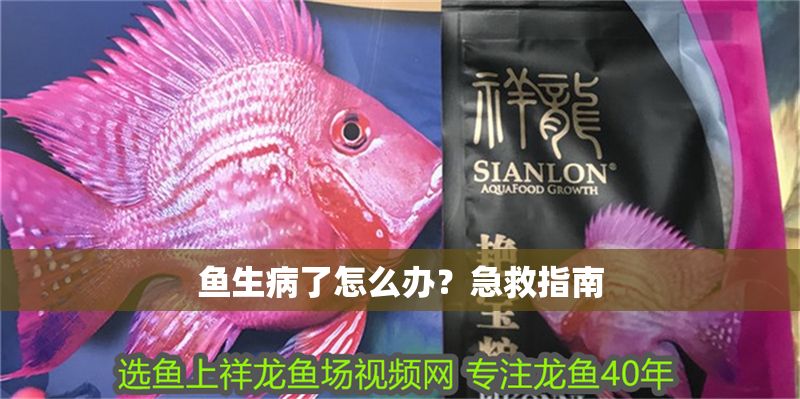 魚生病了怎么辦？急救指南 魚生病了怎么辦？急救指南 龍魚百科 第1張