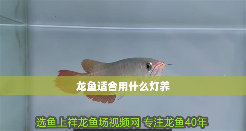 龍魚適合用什么燈養 龍魚適合用什么燈養 龍魚百科