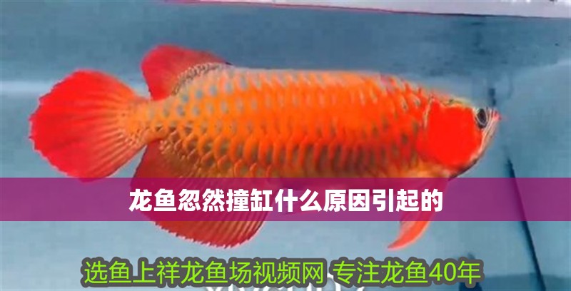 龍魚忽然撞缸什么原因引起的