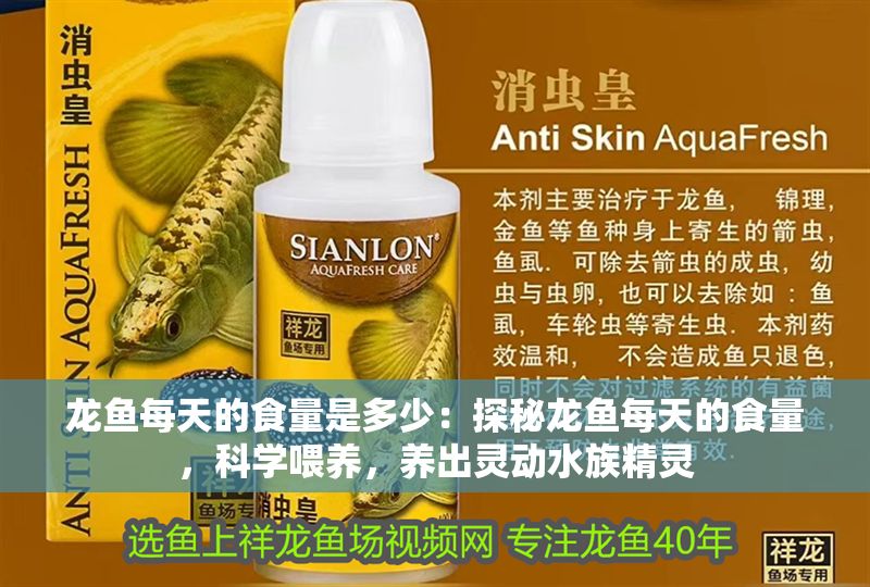 龍魚每天的食量是多少：探秘龍魚每天的食量，科學喂養，養出靈動水族精靈