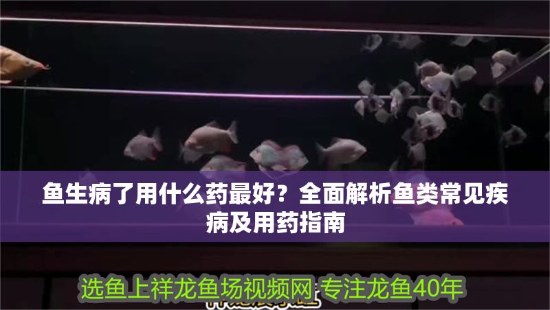 魚生病了用什么藥最好？全面解析魚類常見疾病及用藥指南