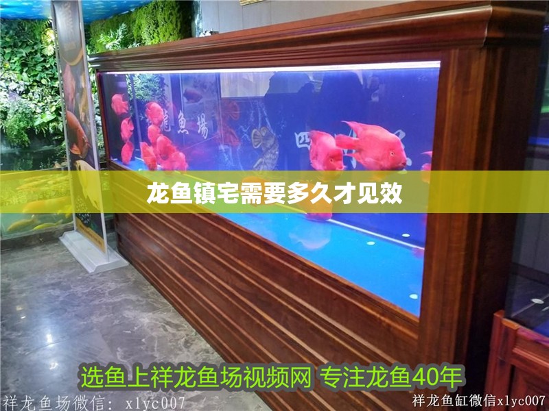 龍魚鎮宅需要多久才見效