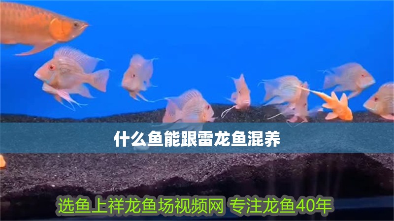 什么魚能跟雷龍魚混養