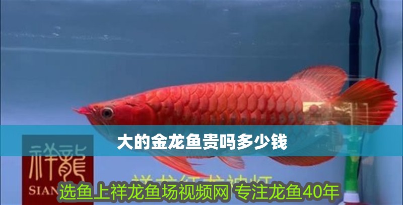 大的金龍魚貴嗎多少錢