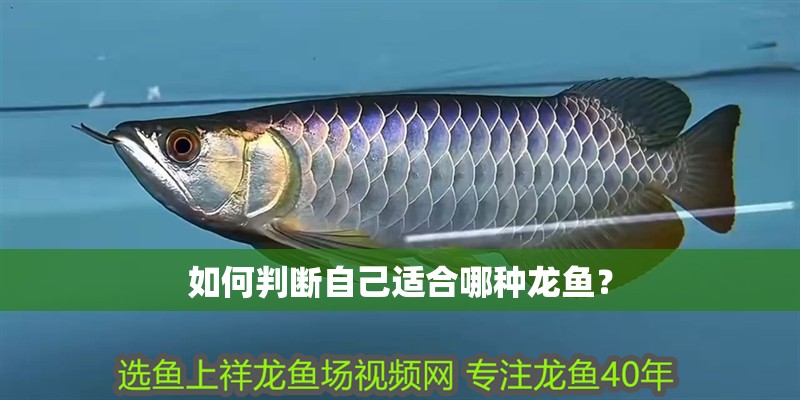 如何判斷自己適合哪種龍魚？